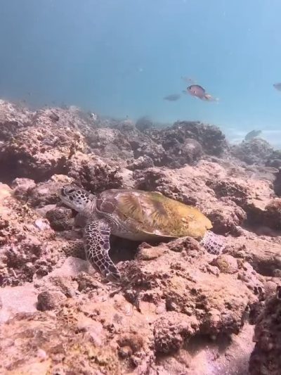 Sharm Rock, Fujairah в январе — фото погоды (2026-01-01)