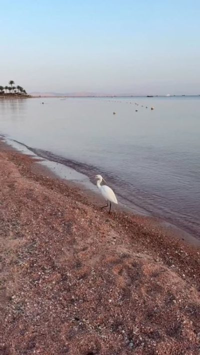 Dahab, South Sinai, Egypt в марте — фото погоды (2026-03-30)