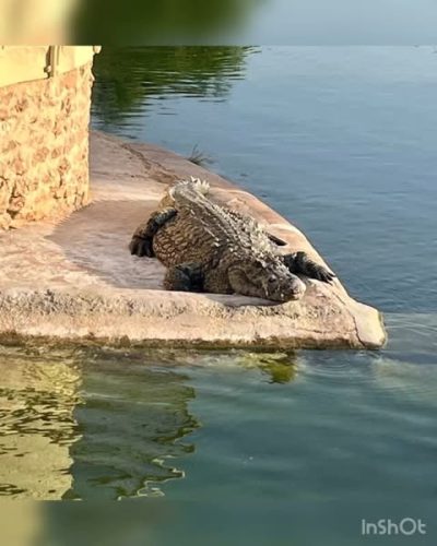 The Crocodile Farm в октябре — фото погоды (2025-10-27)