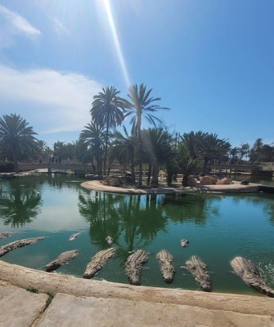 The Crocodile Farm в мае — фото погоды (2026-05-31)