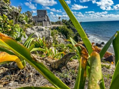 Ruins of Tulum в апреле — фото погоды (2026-04-29)