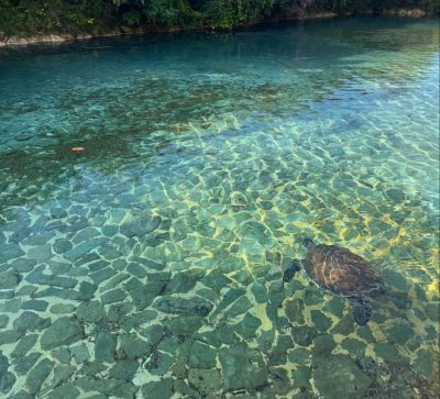 シギラベイサイドスイートアラマンダ ALLAMANDA Shigira Bayside Suite（Okinawa Japan） — фото погоды в январе (2026-01-25)