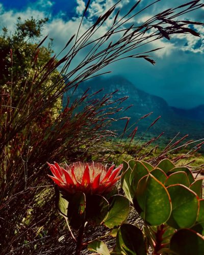 Kirstenbosch Botanical Gardens, South Africa в апреле — фото погоды (2024-04-16)