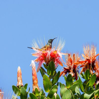 Kirstenbosch Botanical Gardens, South Africa в мае — фото погоды (2024-05-18)