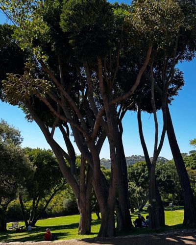 Kirstenbosch Botanical Gardens, South Africa в марте — фото погоды (2025-03-22)