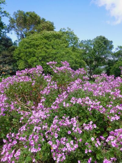 Kirstenbosch Botanical Gardens, South Africa в декабре — фото погоды (2025-12-01)