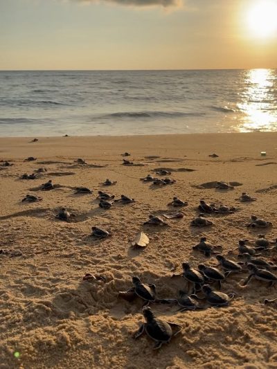 Juara Tioman Island в ноябре — фото погоды (2025-11-21)