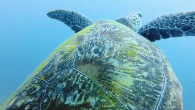 Kg. Paya, Tioman в июле — фото погоды (2026-07-16)