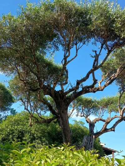 Perama Corfu в июне — фото погоды (2026-06-28)