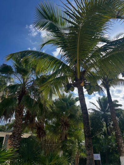 Chankanaab Cozumel, Mexico в декабре — фото погоды (2025-12-27)