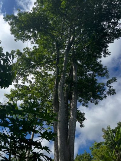 Mont Passot Nosy Be, Madagascar в декабре — фото погоды (2025-12-30)