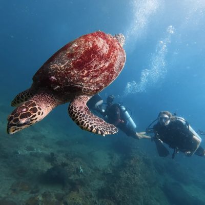 Moalboal Cebu Island в июне — фото погоды (2026-06-01)