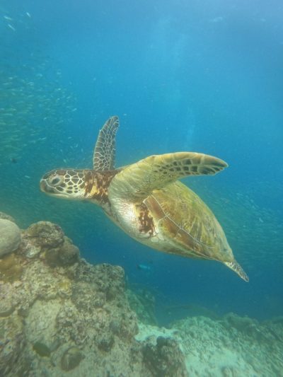 Moalboal Cebu Island в июле — фото погоды (2026-07-06)