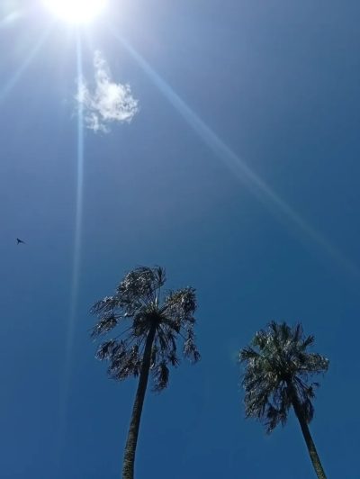 Royal Botanical Gardens, Peradeniya в мае — фото погоды (2026-05-21)