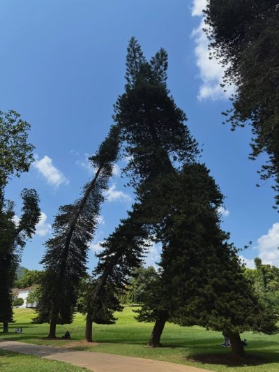Royal Botanical Gardens, Peradeniya в мае — фото погоды (2026-05-28)