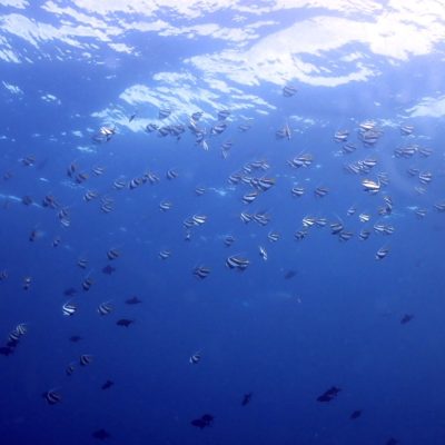 Kihaa Maldives в июле — фото погоды (2025-07-06)