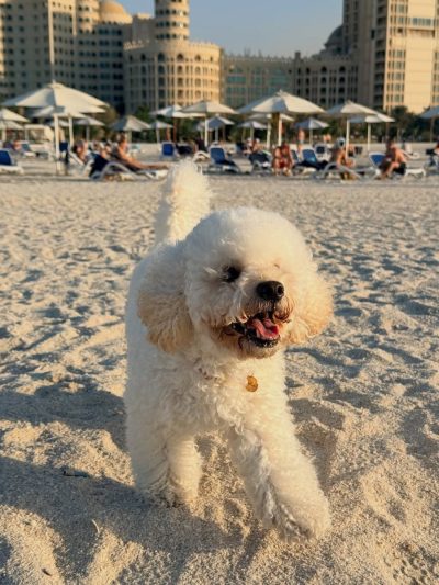 Al Hamra Beach в ноябре — фото погоды (2025-11-14)