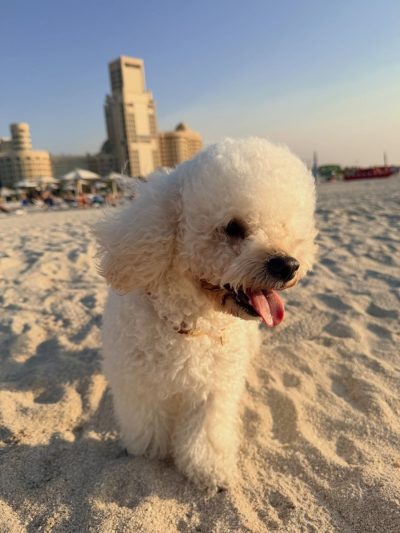 Al Hamra Beach в ноябре — фото погоды (2025-11-14)