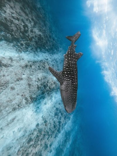 Indian Ocean в мае — фото погоды (2026-05-20)
