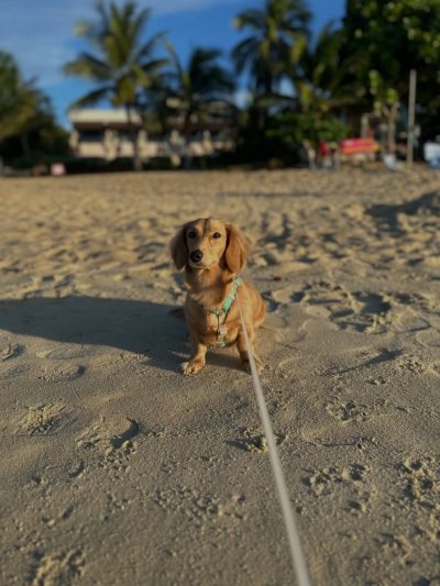 Lamai Beach, Koh Samui, Thailand в июне — фото погоды (2026-06-13)