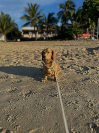 Lamai Beach, Koh Samui, Thailand в июне — фото погоды (2026-06-13)
