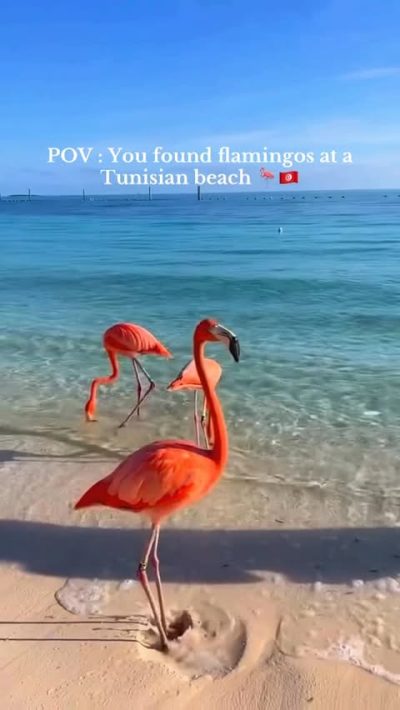 L'île Des Flament Rose Djerba в июне — фото погоды (2025-06-02)