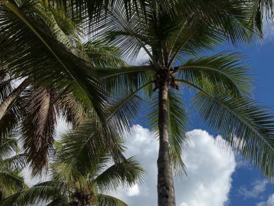 VIVA WYNDHAM DOMINICUS BEACH & PALACE — фото погоды в октябре (2025-10-22)