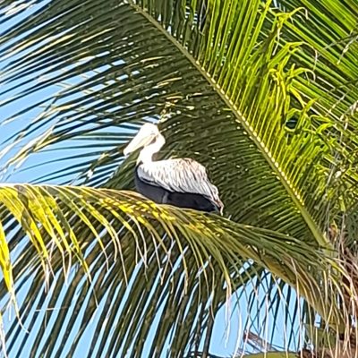 VIVA WYNDHAM DOMINICUS BEACH & PALACE — фото погоды в декабре (2025-12-18)