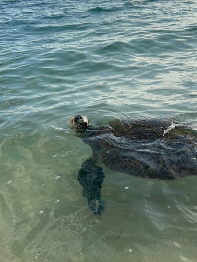 Dalawella Beach в мае — фото погоды (2026-05-28)