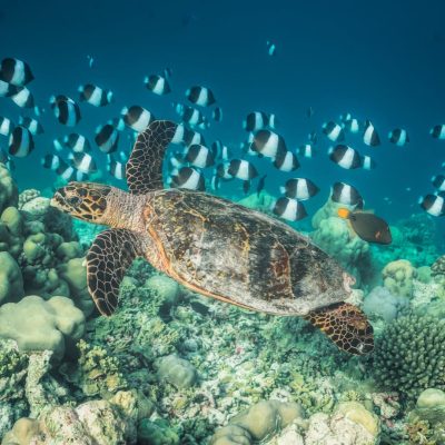 Maldives, Baa Atoll в мае — фото погоды (2026-05-25)