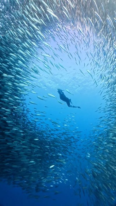 Sardines Run, Moalboal, Cebu в июле — фото погоды (2026-07-13)