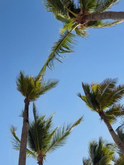 Riu Palace Pacifico, Nuevo Vallarta — фото погоды в апреле (2026-04-08)