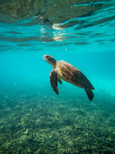 Shark bay, Ko Tao в июне — фото погоды (2026-06-29)