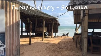 Kosgoda Turtle Hatchery в июне — фото погоды (2026-06-02)