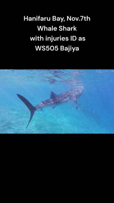 Hanifaru Bay в ноябре — фото погоды (2025-11-09)