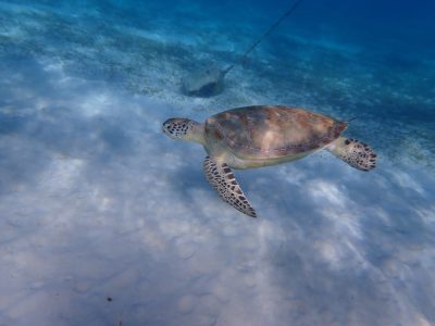 Blue Lagoon - Marsa Alam в августе — фото погоды (2025-08-31)