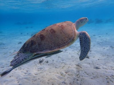 Blue Lagoon - Marsa Alam в сентябре — фото погоды (2025-09-02)