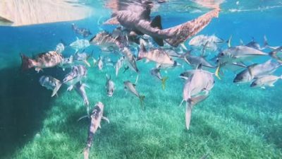Shark Ray Ally, Belize в феврале — фото погоды (2025-02-14)
