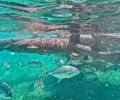 Shark Ray Ally, Belize в декабре — фото погоды (2025-12-09)