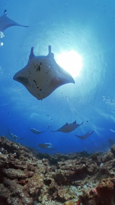 Guraidhoo , Maldives Islands в январе — фото погоды (2026-01-26)