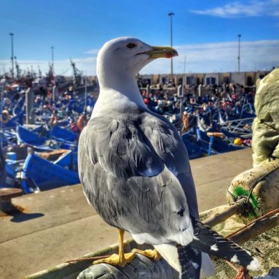 Port d'Essaouira в январе — фото погоды (2026-01-15)