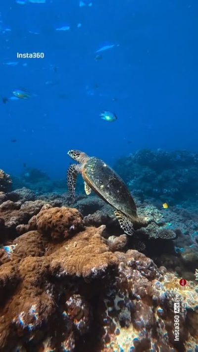 Maayafushi Resort (Maldives) — фото погоды в январе (2026-01-28)