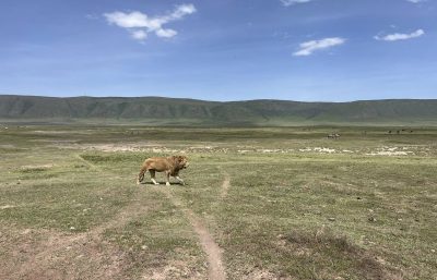 Ngorogoro Crater, Tanzania. в январе — фото погоды (2026-01-24)