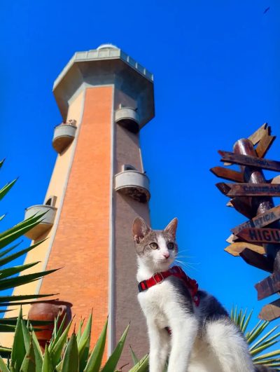 Faro de Punta Ballena в феврале — фото погоды (2026-02-16)