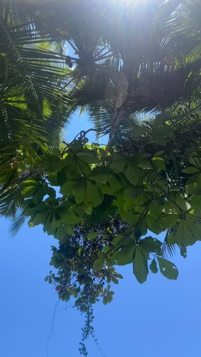 Manuel Antonio National Park, Costa Rica в марте — фото погоды (2026-03-17)