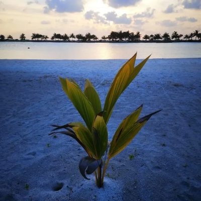 Paradise Island, Maldives в январе — фото погоды (2024-01-28)