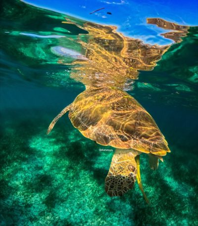 Akumal Quintanaroo México в октябре — фото погоды (2025-10-26)