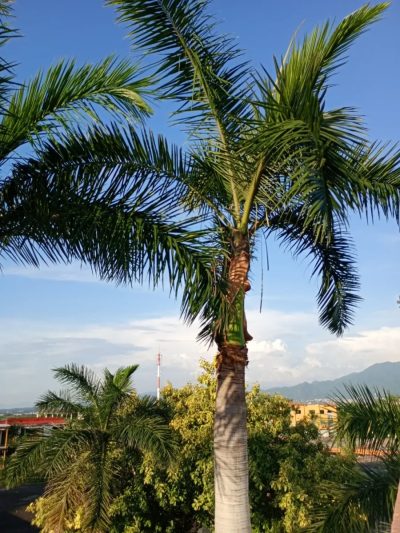 Marina Vallarta, Puerto Vallarta в июле — фото погоды (2026-07-13)
