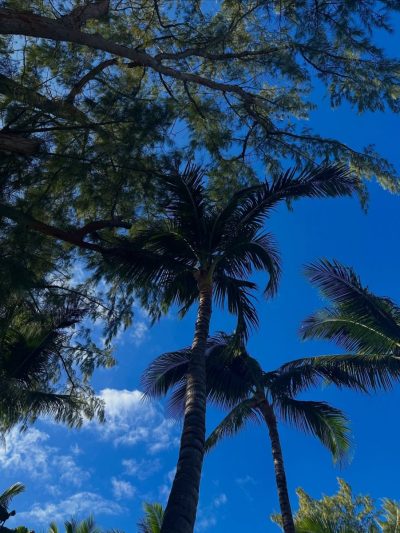 Playa Palancar Cozumel Beach Club в январе — фото погоды (2026-01-24)