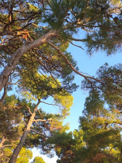 Punta Corrente Rovinj в январе — фото погоды (2026-01-26)